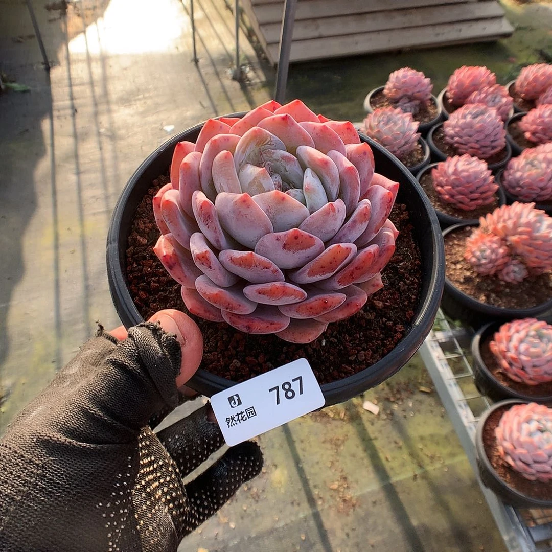 737梦露多肉植物6666