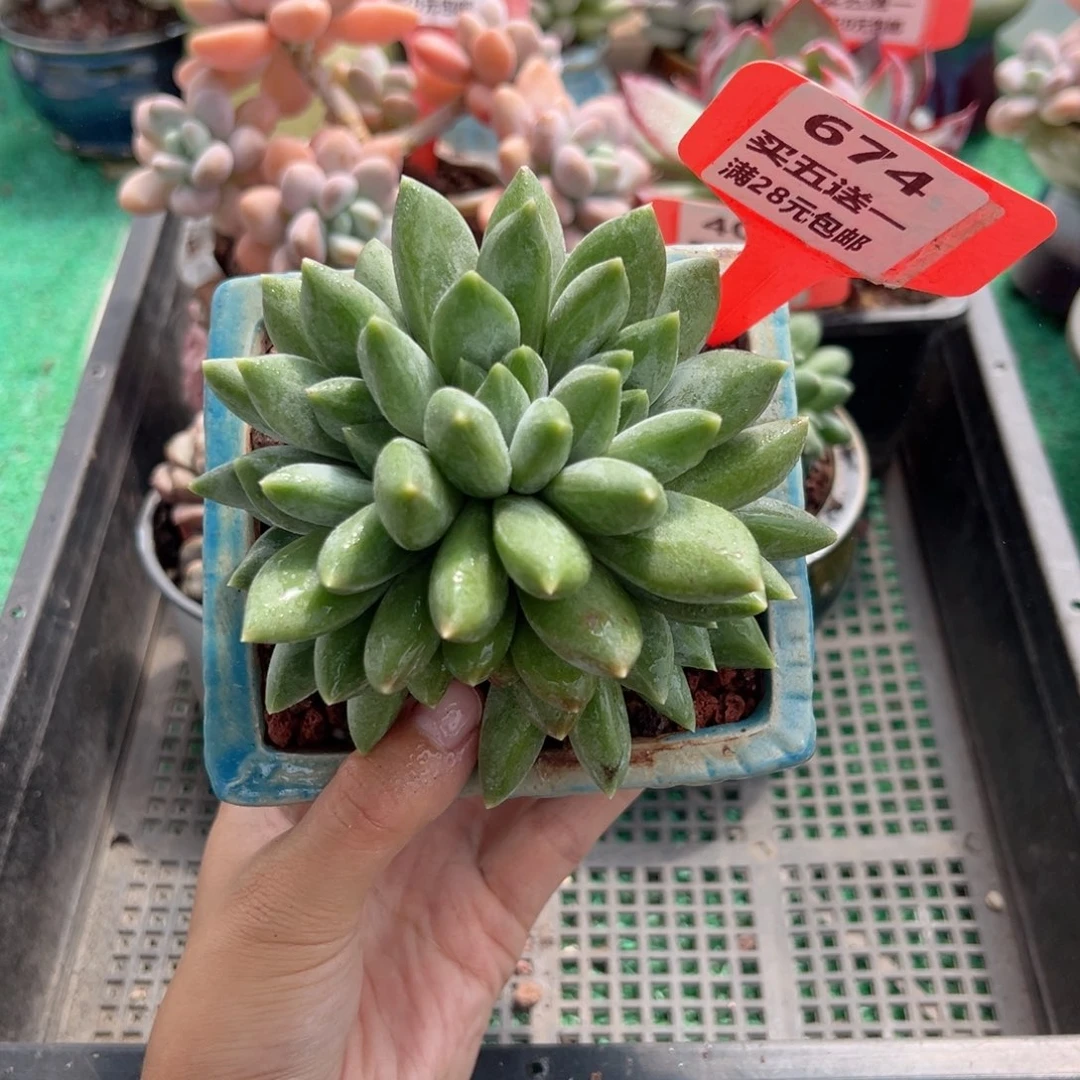 表妹精品多肉植物674.