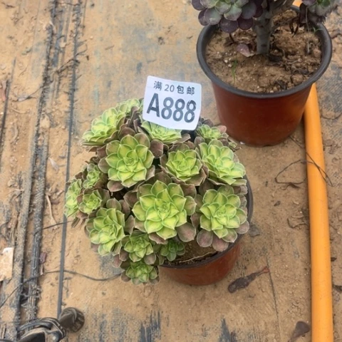 888韶华有砍不包断枝