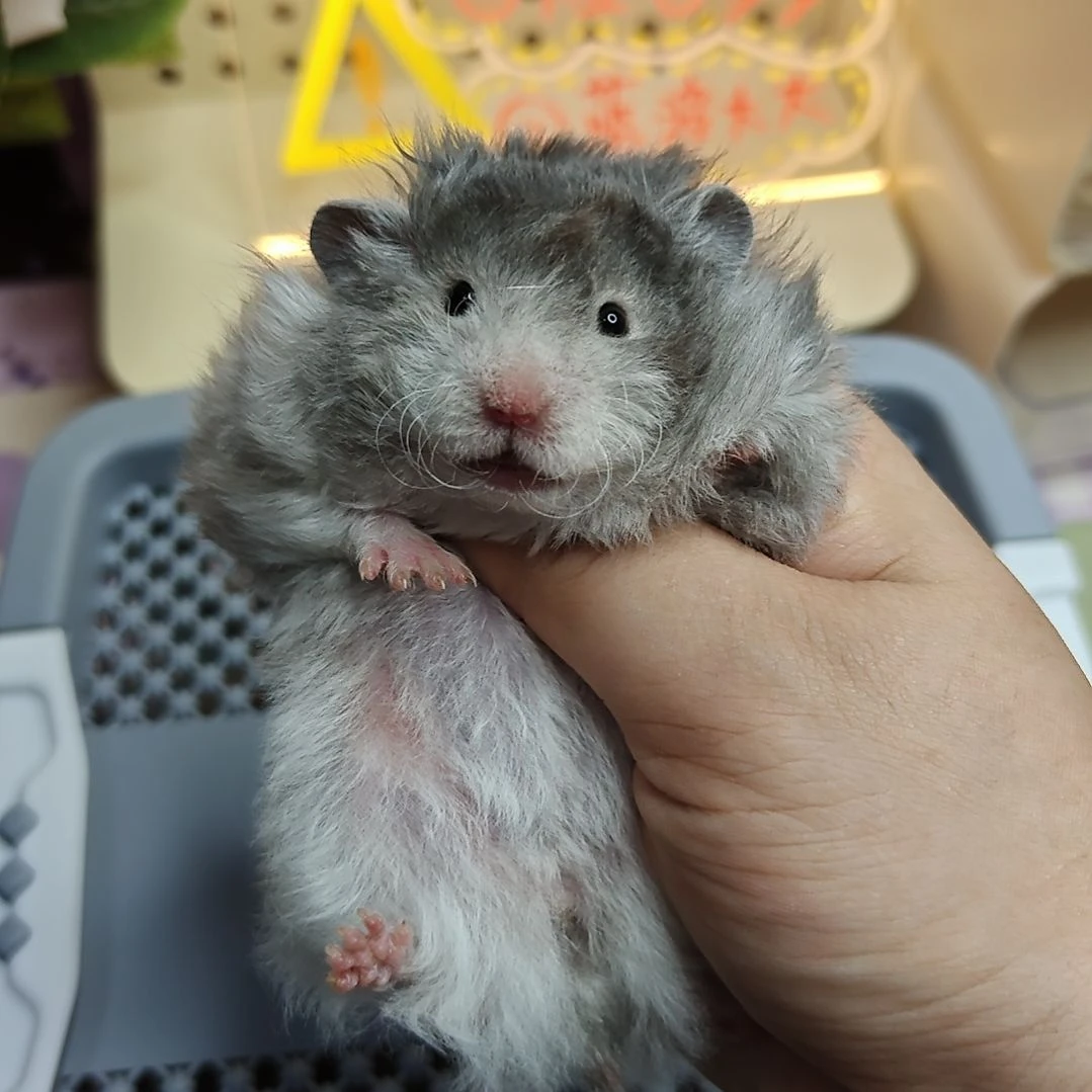 6-6卷毛黑波妹妹6.29