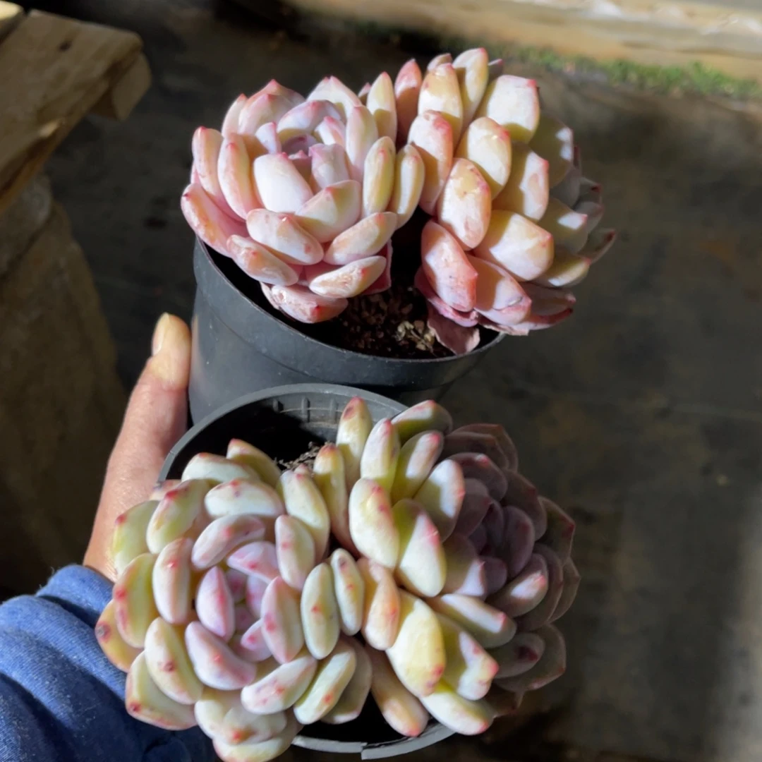 橙子特价2颗。   包邮