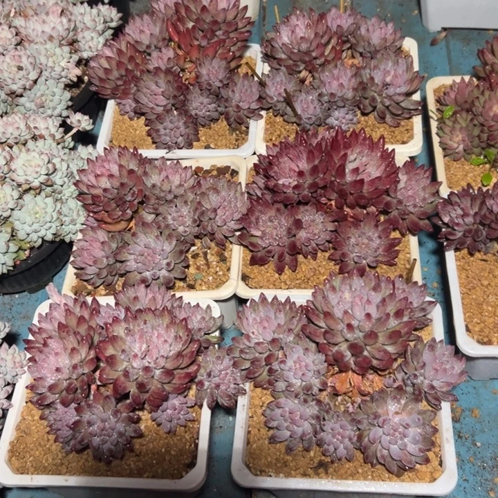 精品多肉植物老桩随机发一棵流沙虞美人