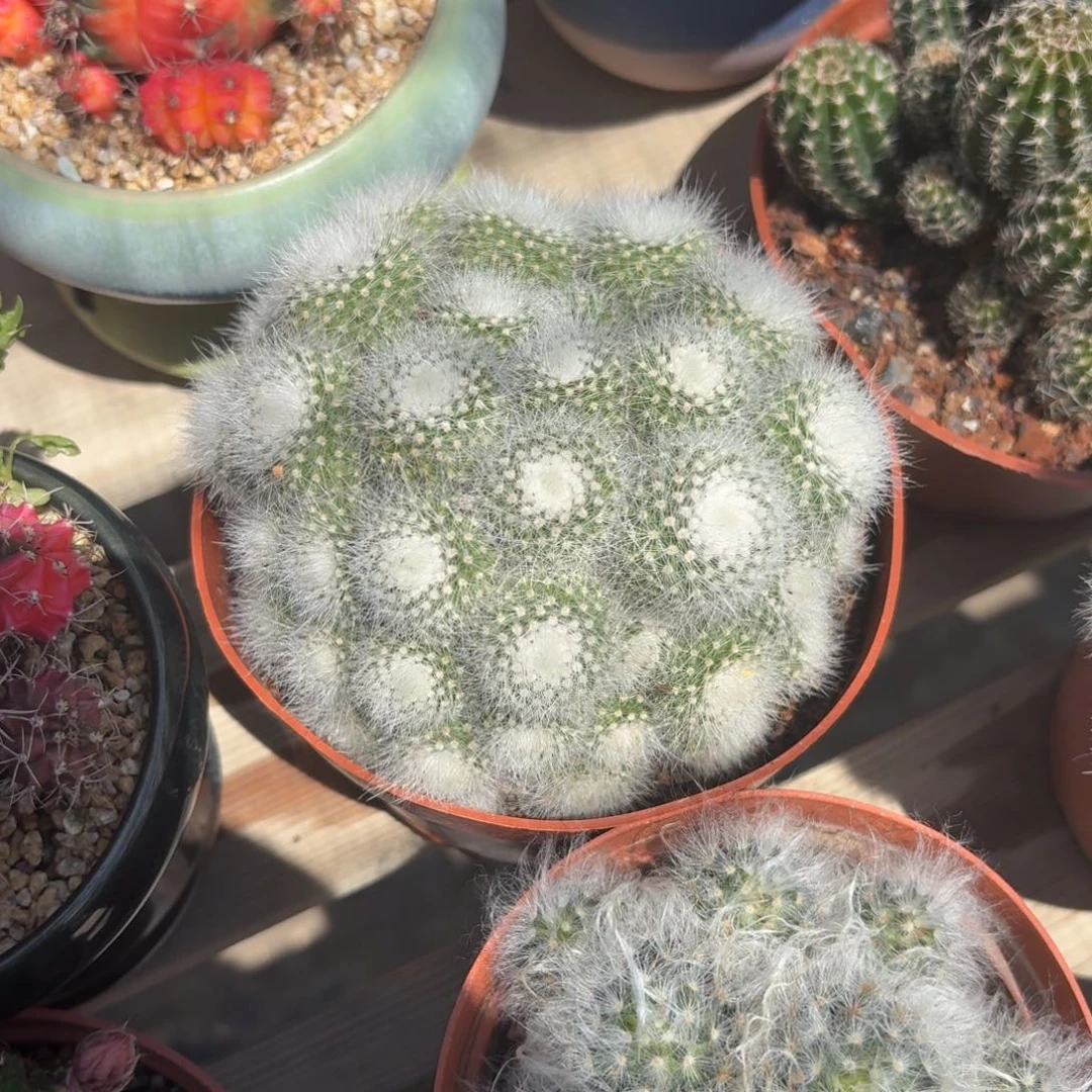 白小町仙人球14㎝盆