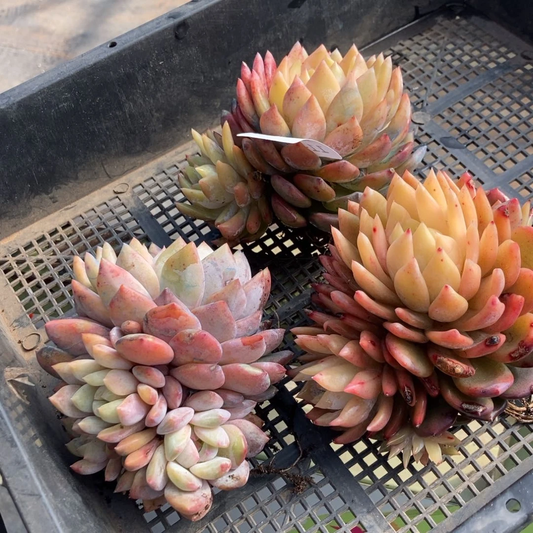 11.47假苗随机发货一颗