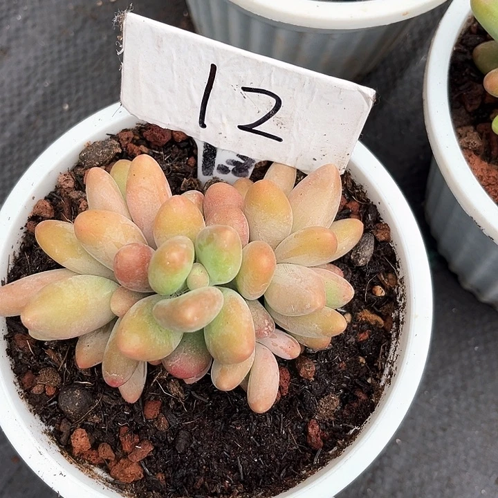 我是你的小可爱啊我的小可爱