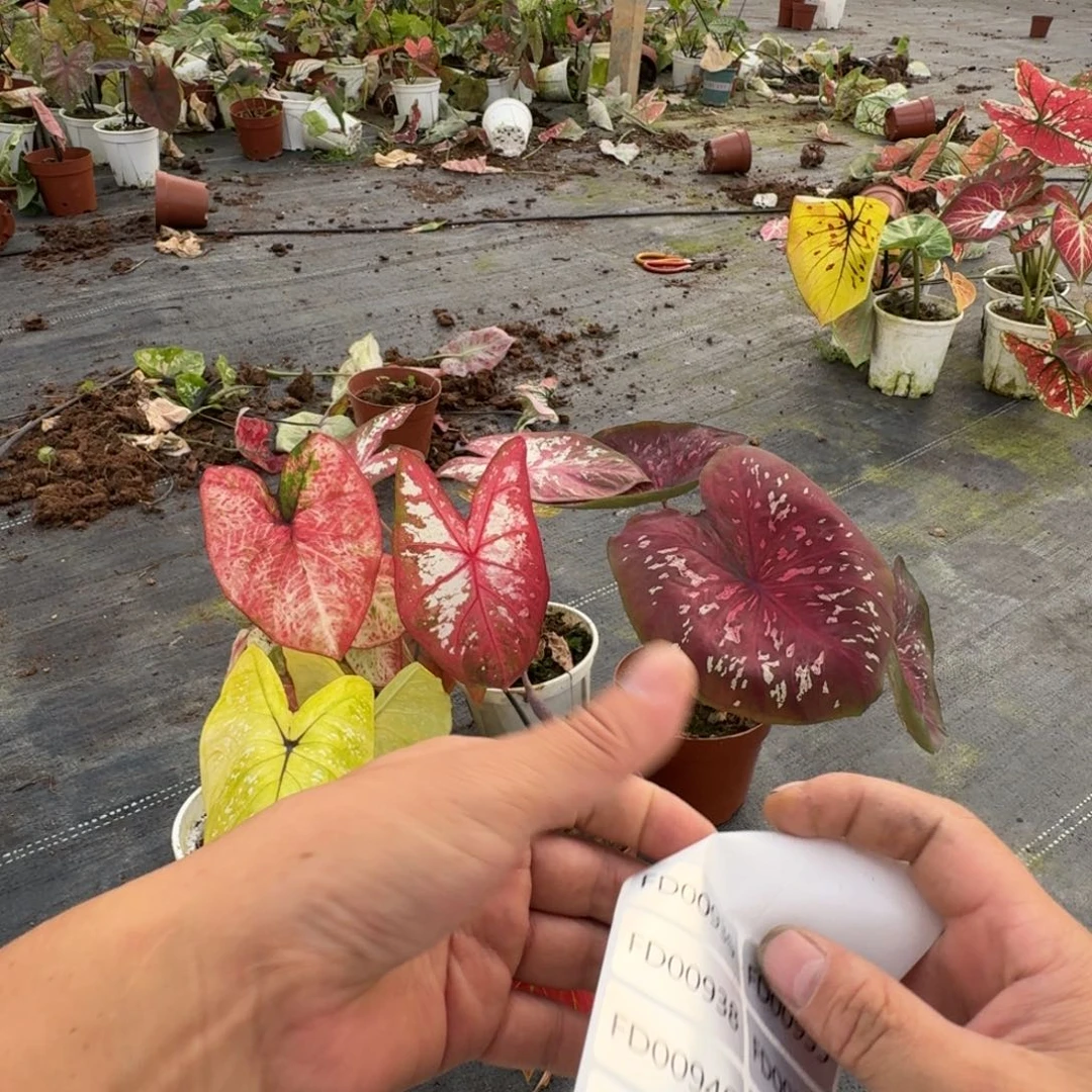 苏***.无花朵米兰，柠檬汁，金灿，如烟，粉斑5个品种种球009935