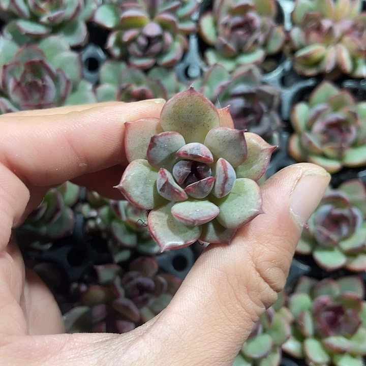 珊果珍妮满9.9包邮