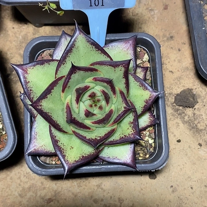 路***路x101-多肉植物 乌木