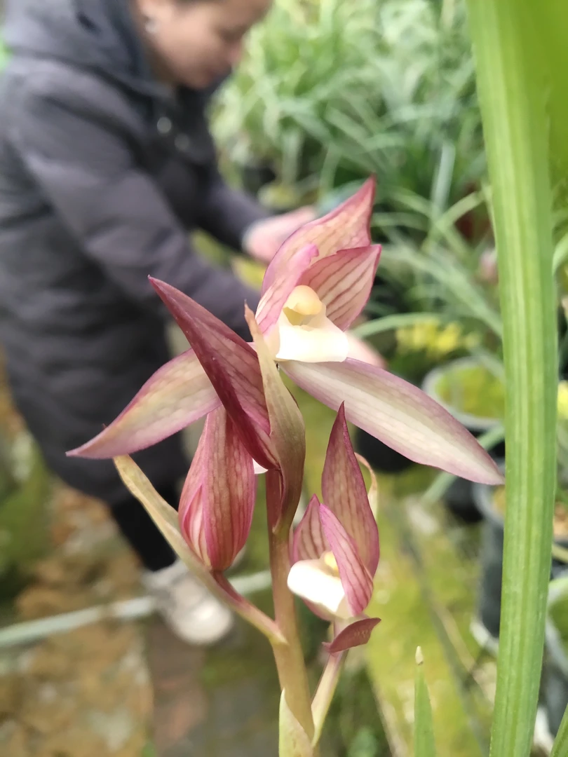 瑶成兰园春剑红花彩素