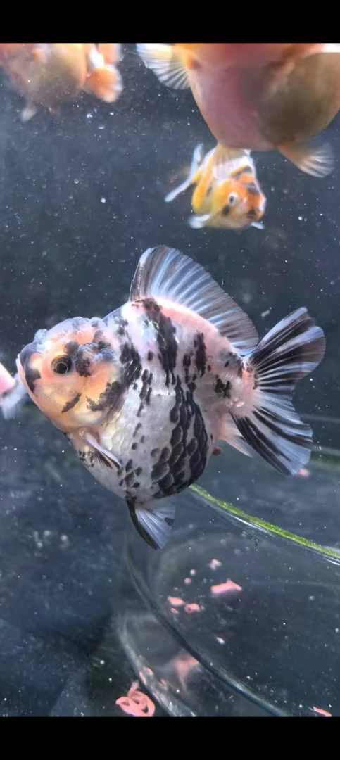 兰寿金鱼5到7公分，5条备损3条