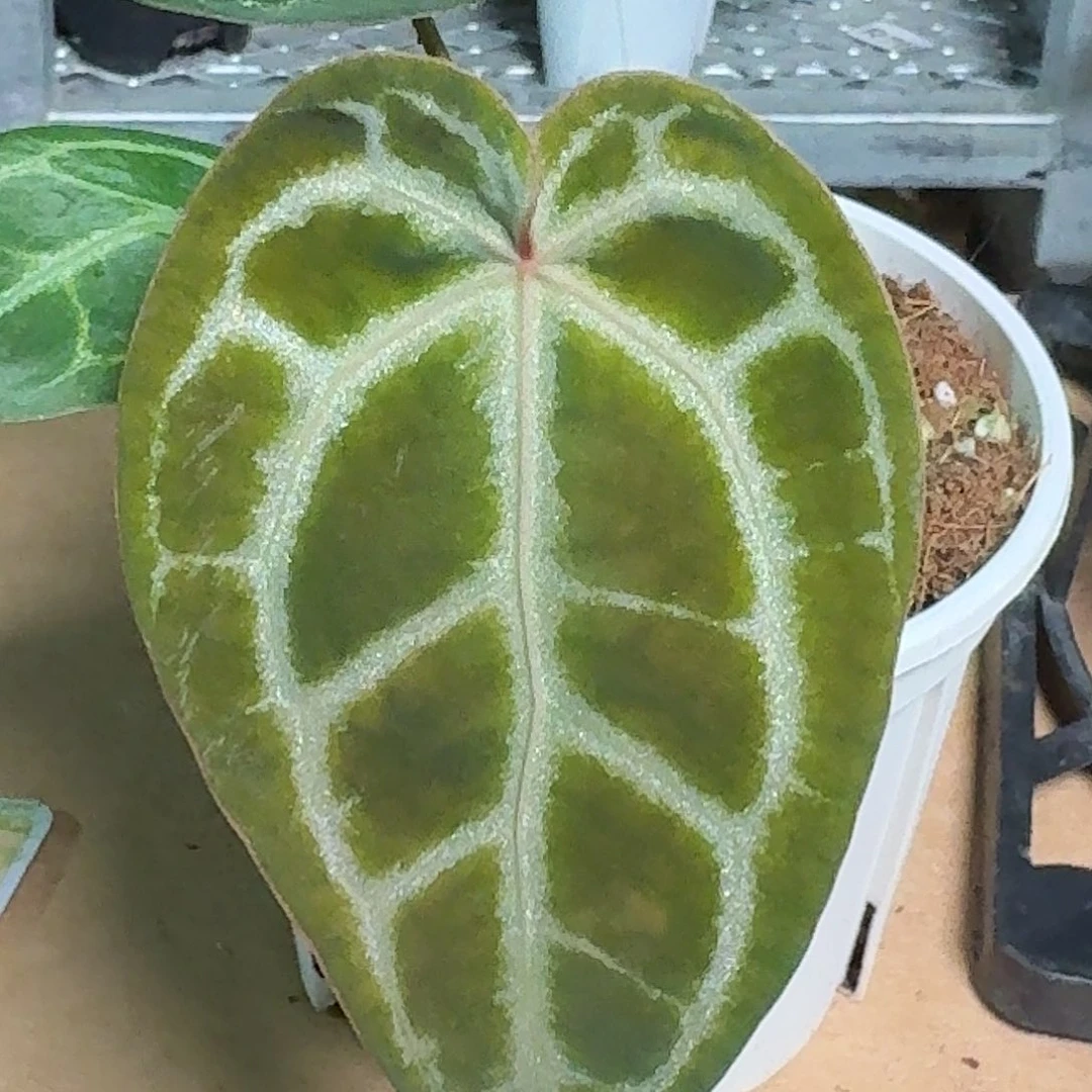 完全开放F33粉脉水晶杂