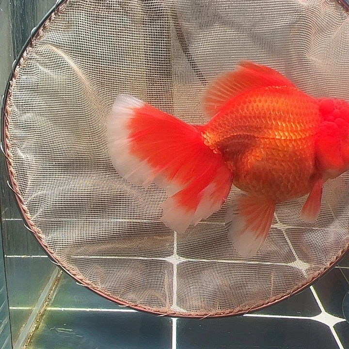 海水鱼百褶泰师亚成29