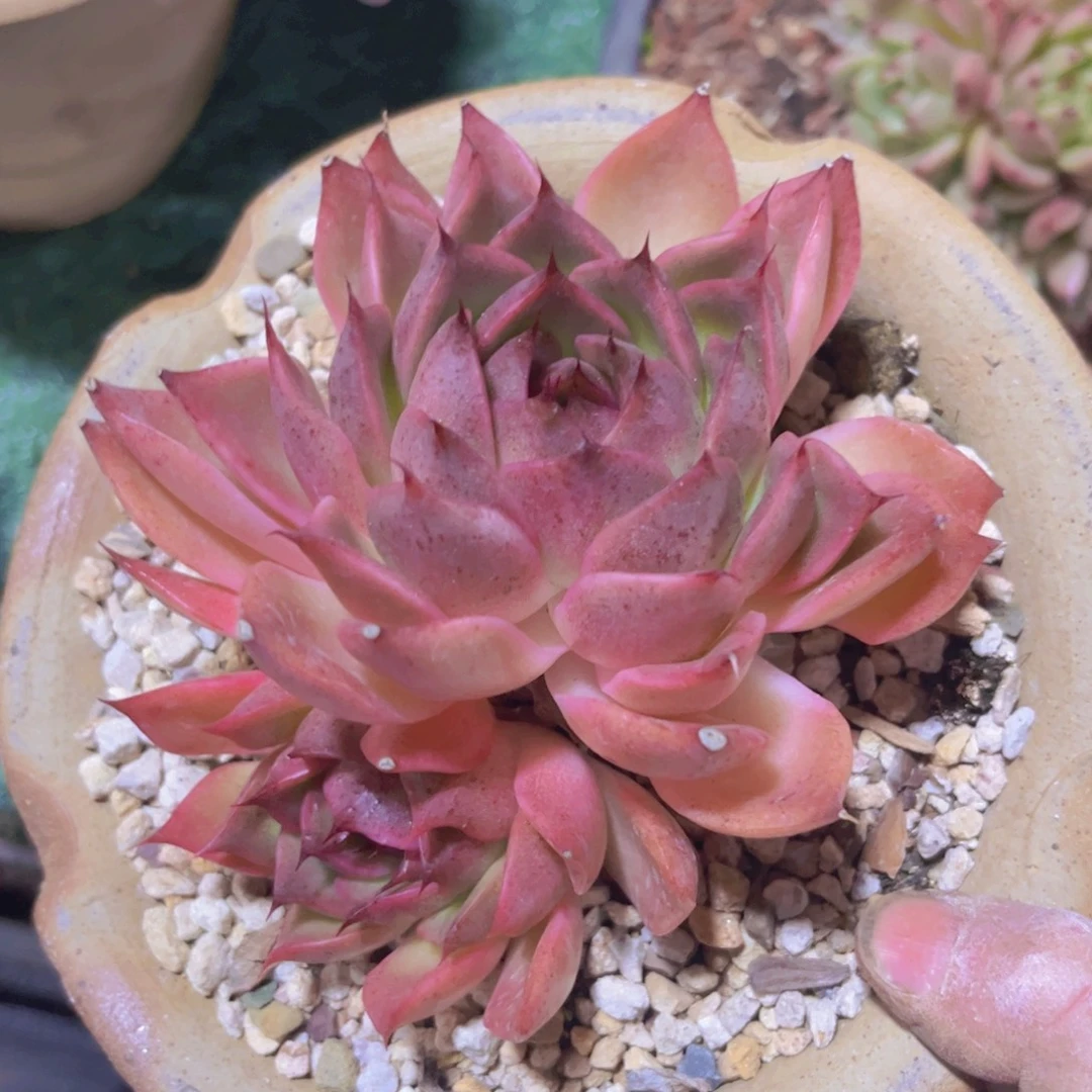 东云杂叠叶29204多肉植物