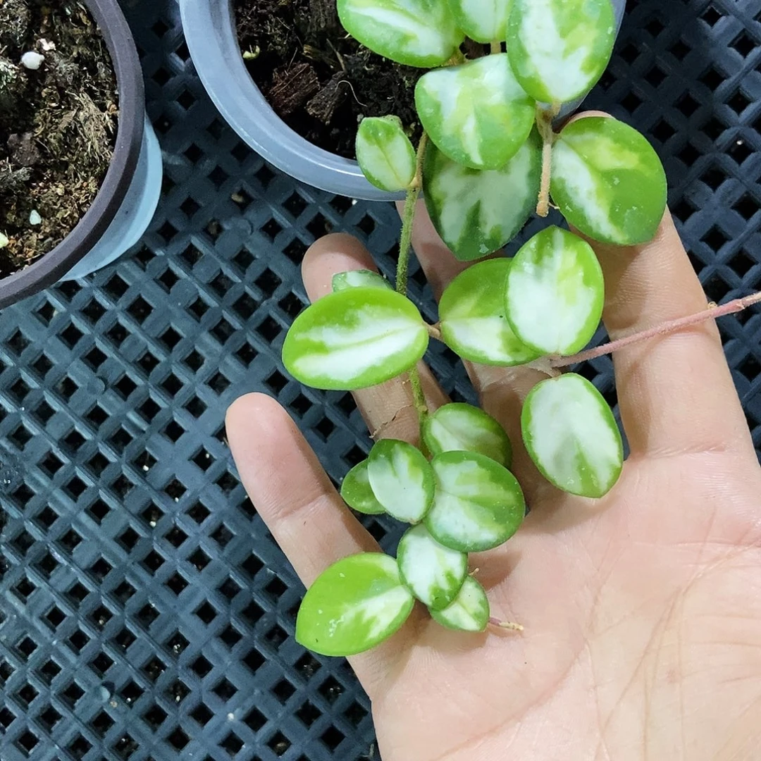 完全开放杂匍内锦球兰55