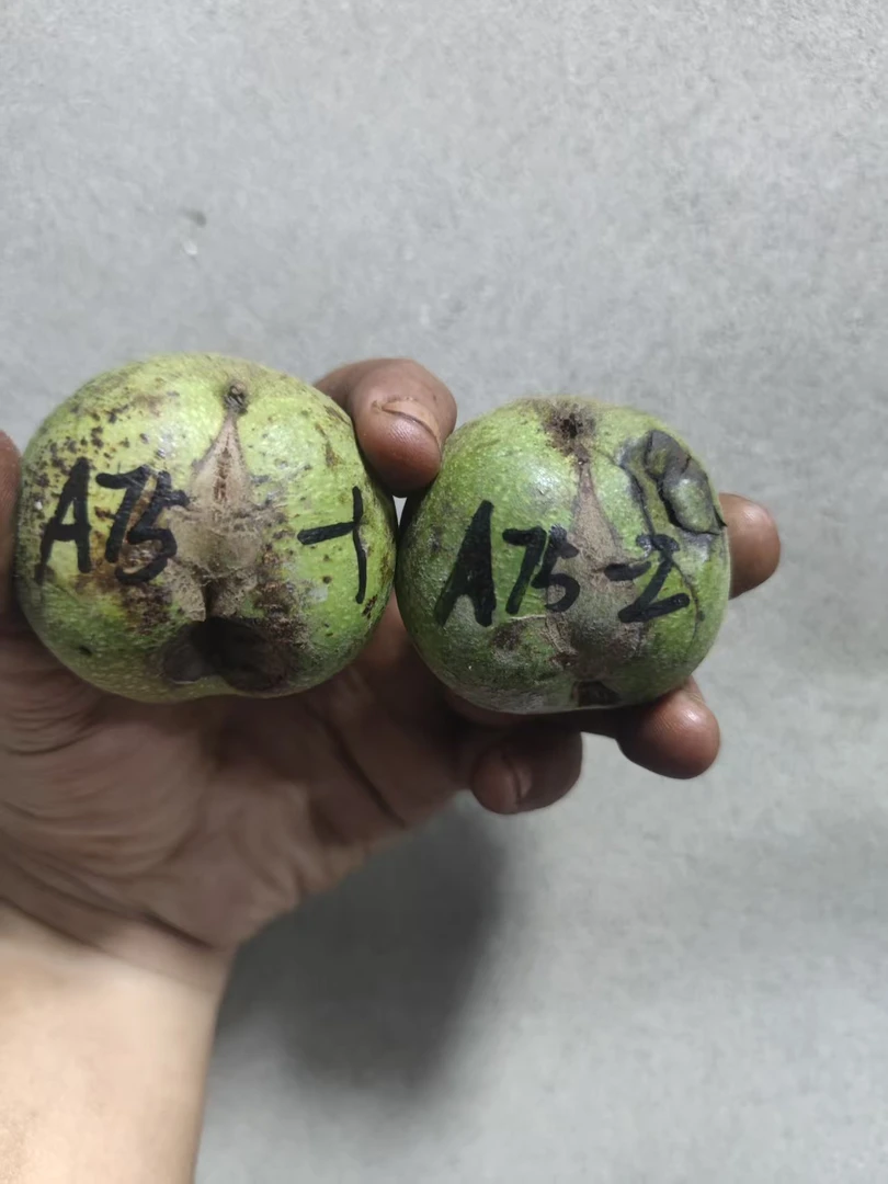 白.狮.子.只保品种2个--A75