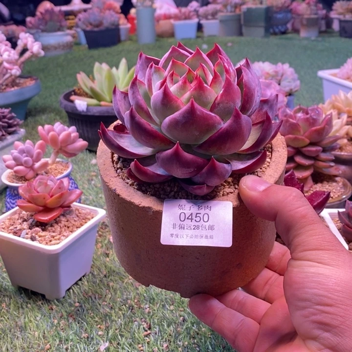 布***。0450啊啊啊啊啊啊啊啊啊啊