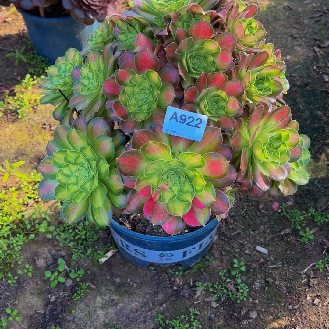 肉**君922韶华法师，多肉植物
