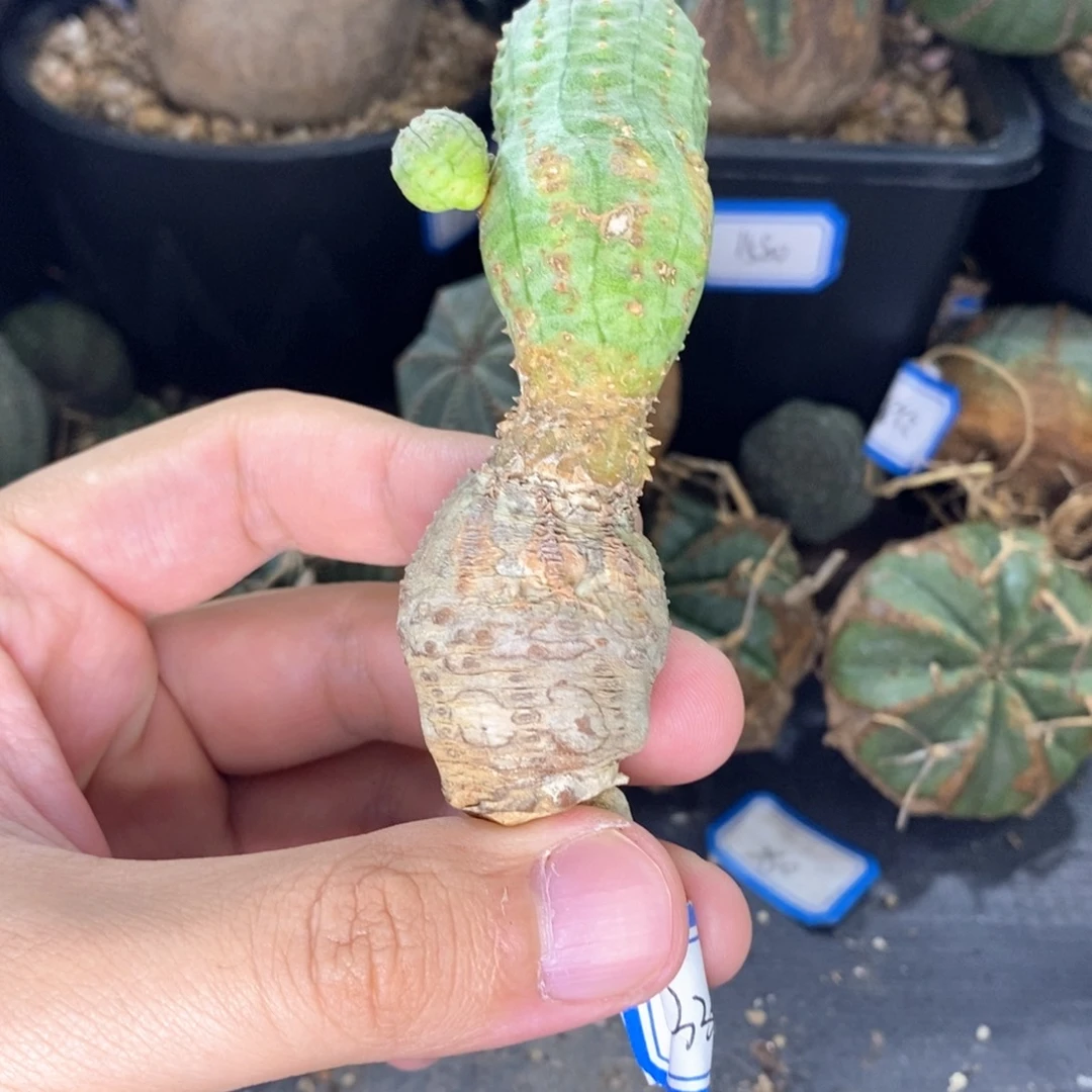 27 欧系实生布纹球多肉植物