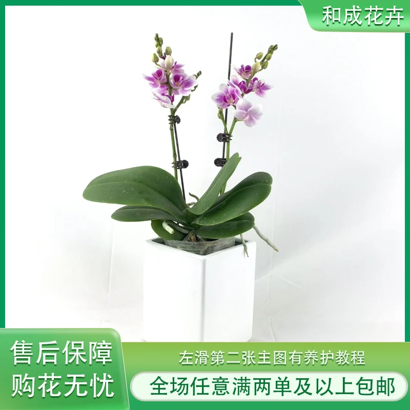和成花卉【多彩蜜桃组盆】包邮
