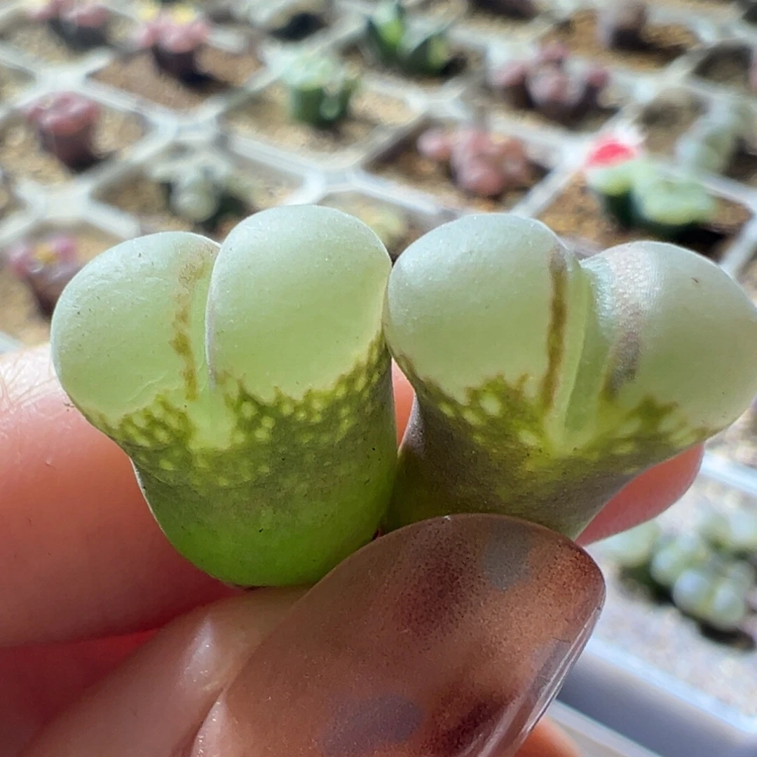 B23风铃 两年 开播福利01