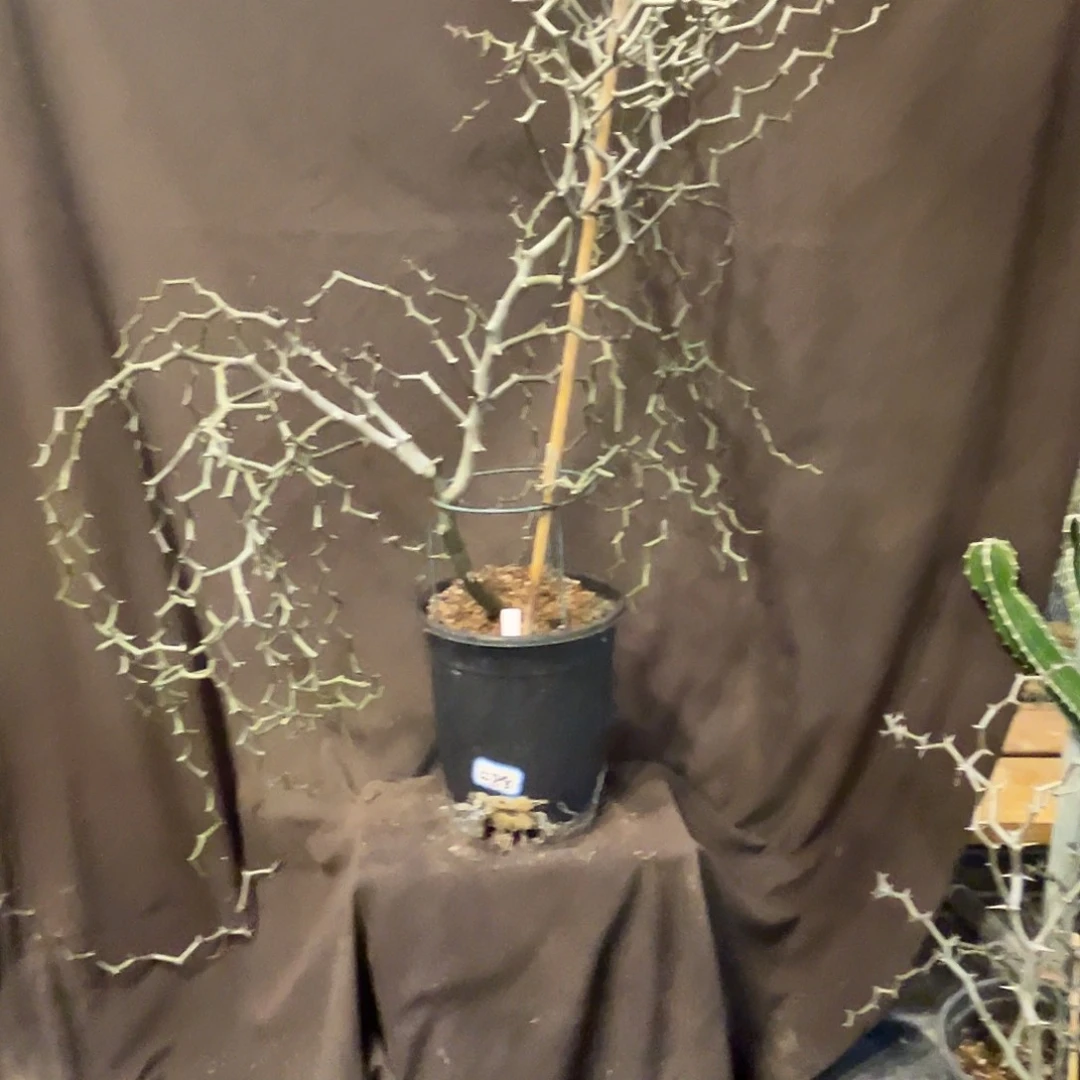 汤圆植物Y2弯曲龙原价488树型好看