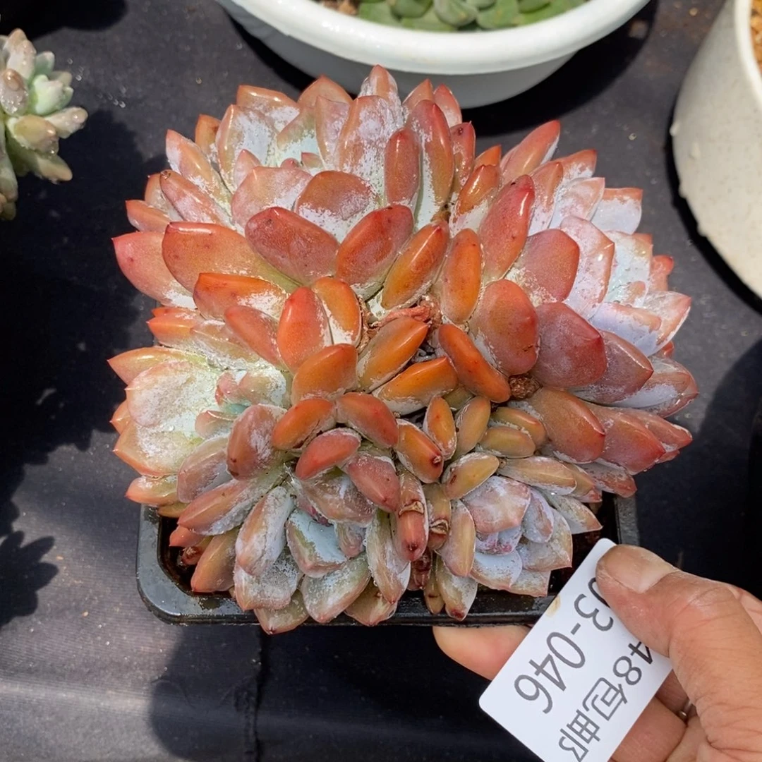 夏悦多肉903-46橙子