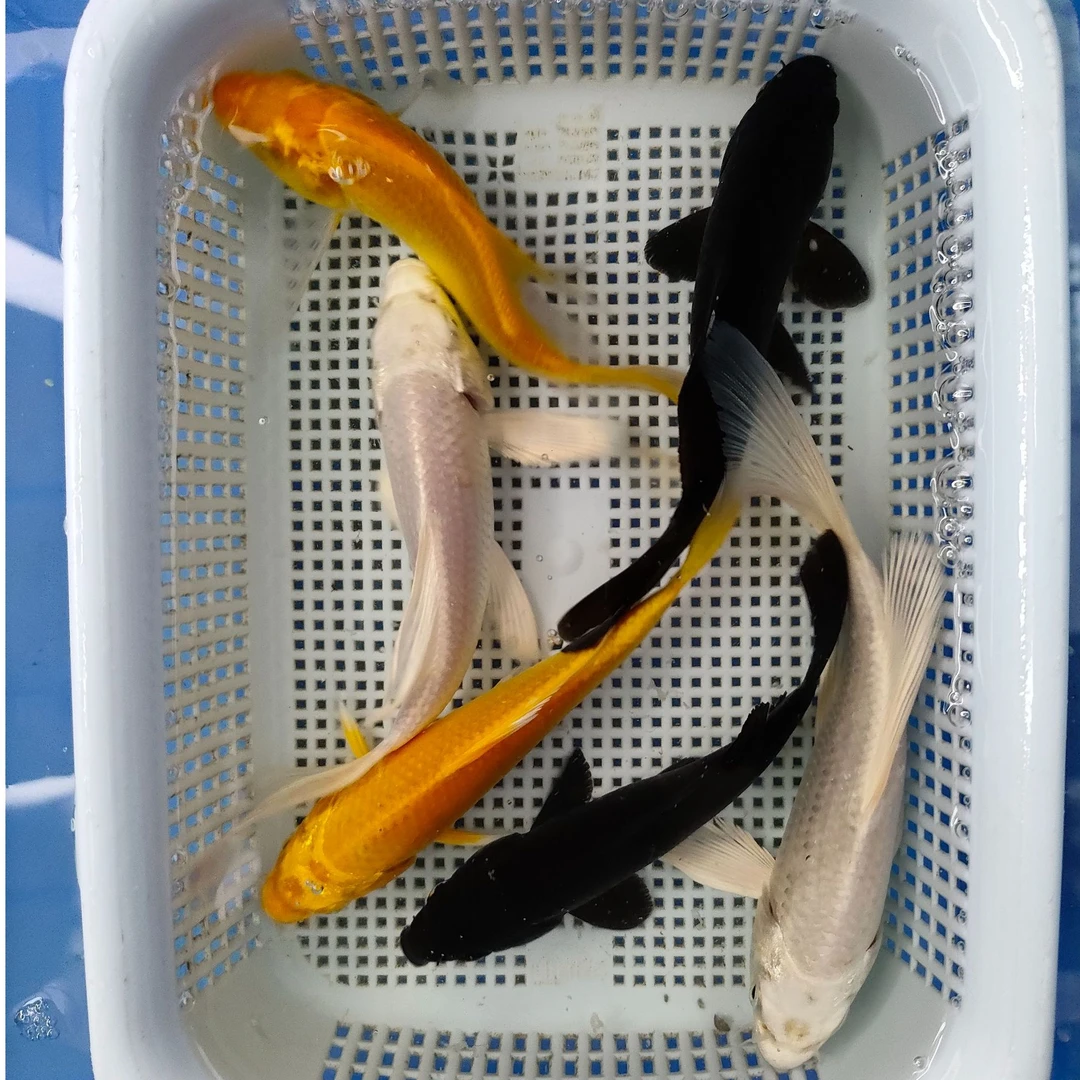 17号【2红草2白金2黄金2黑金】6-8公分 黄金锦鲤好养冷水鱼 包邮