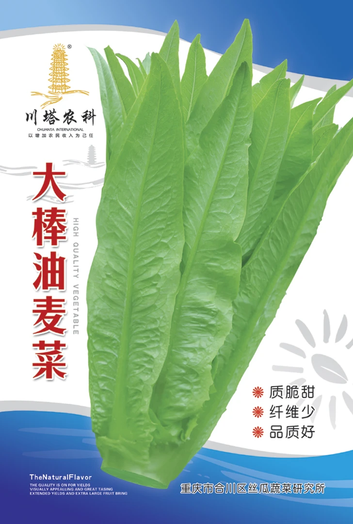 川塔大棒油麦菜种籽  香味浓郁 抗病性强  家庭 基地种植