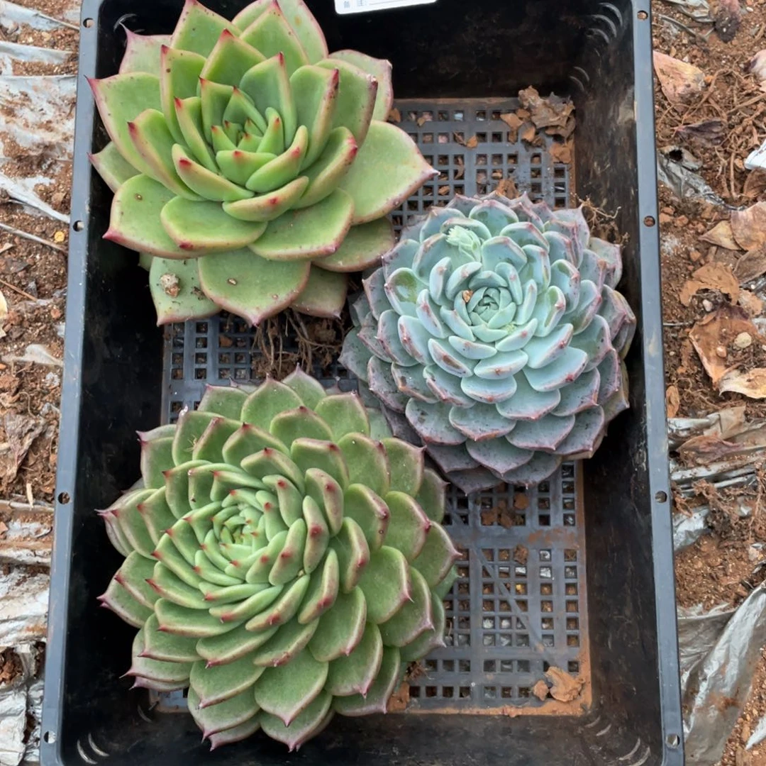 无花朵若如东云筐拍B459