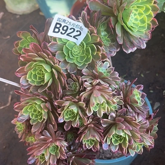 艾****姐多肉植物一个