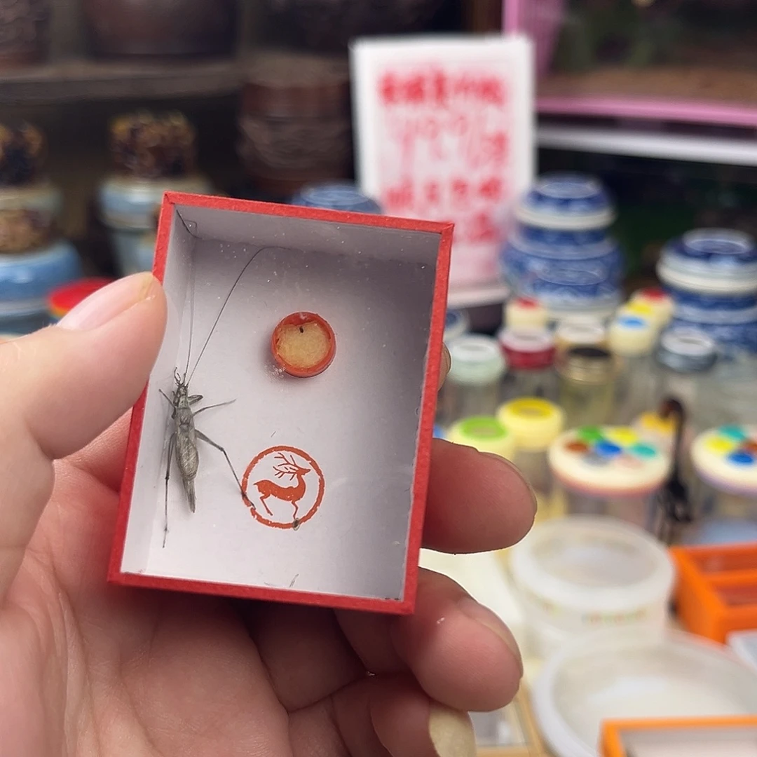 淡***雅一条精品黑紫竹蛉