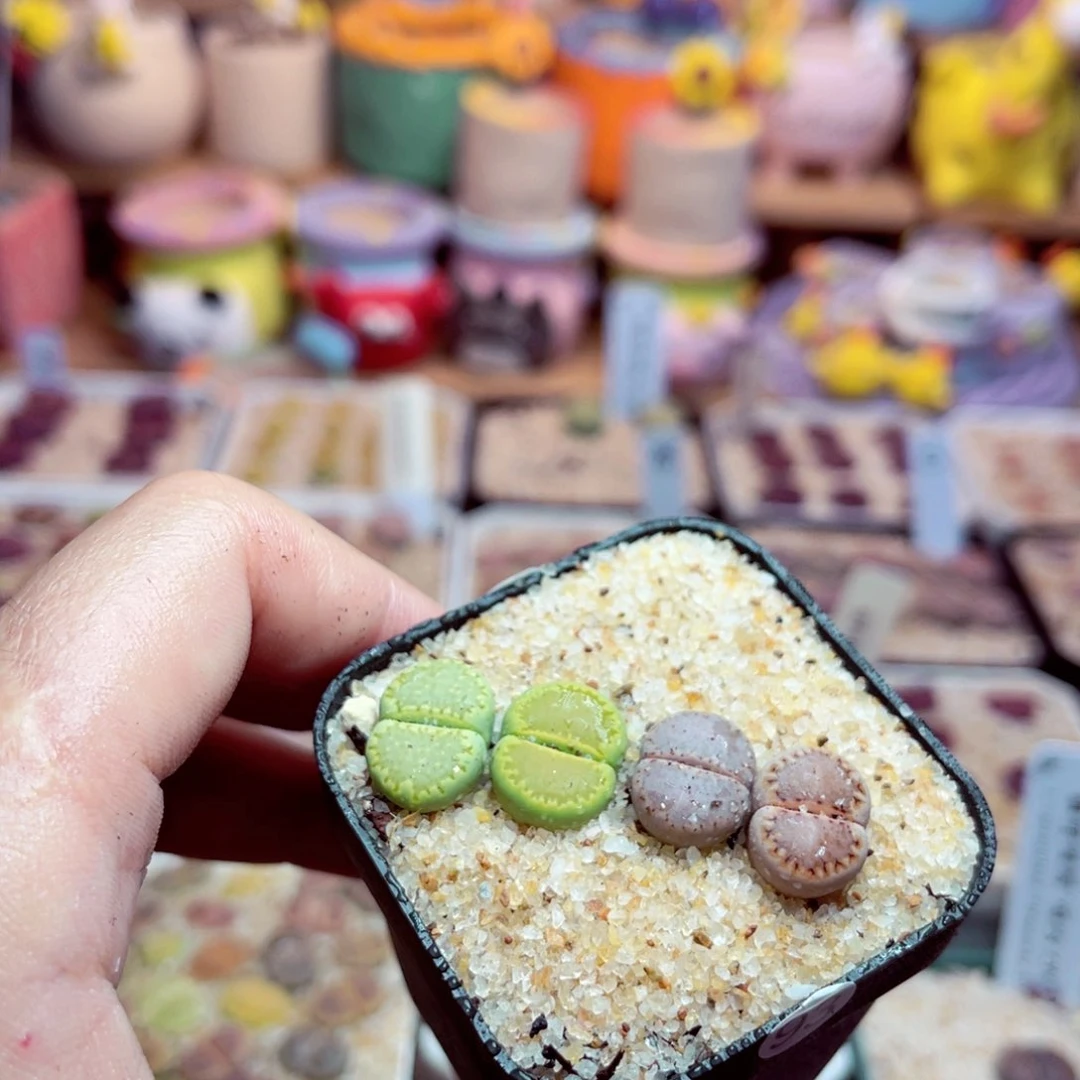 93号带盆包邮发货