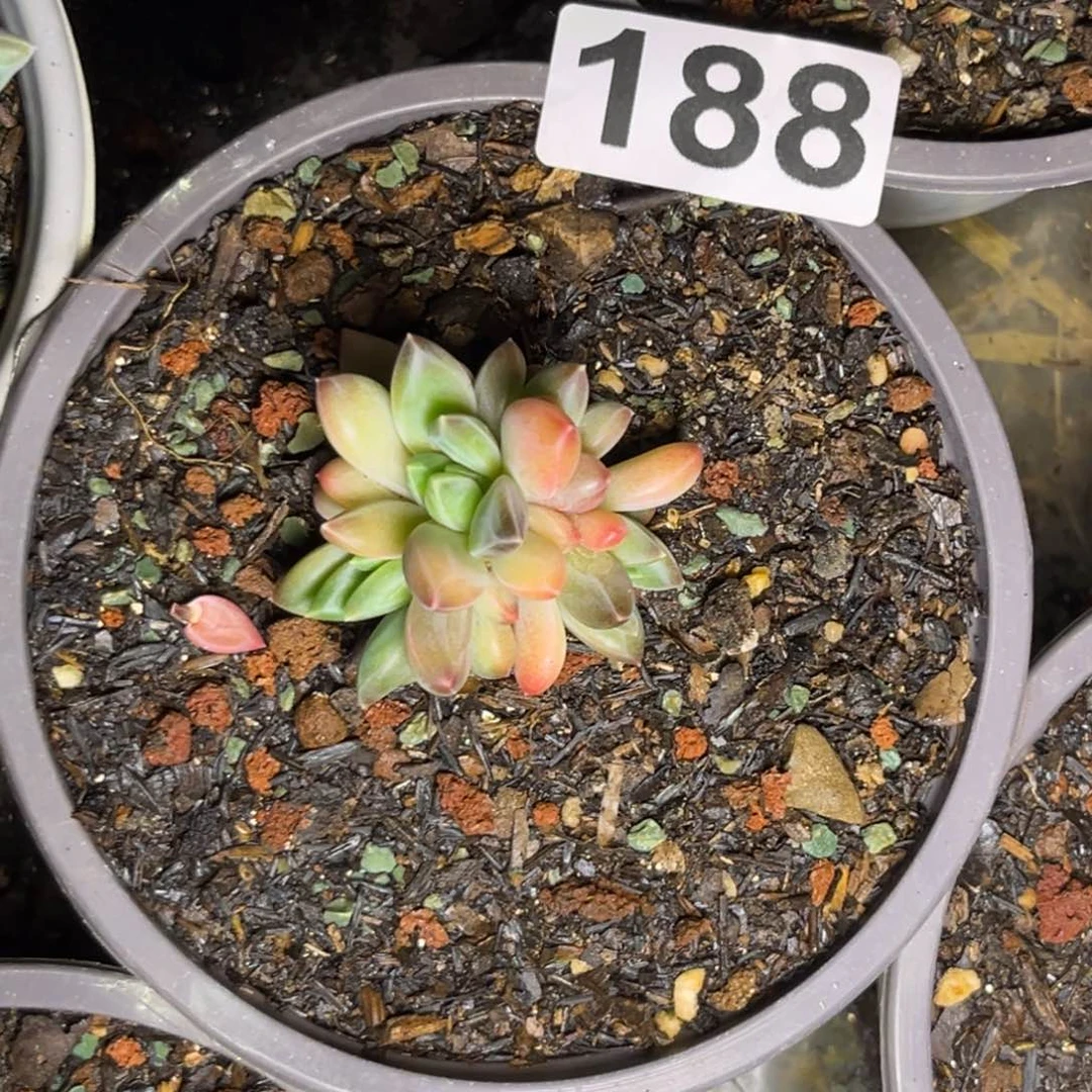 孙*x多肉植物美人群188