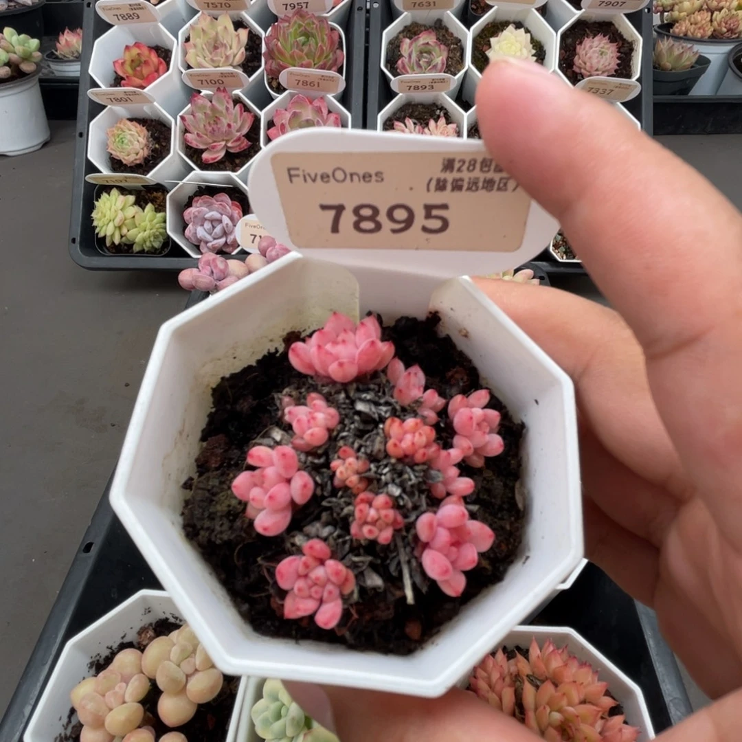 7895可爱泡泡4.5厘米