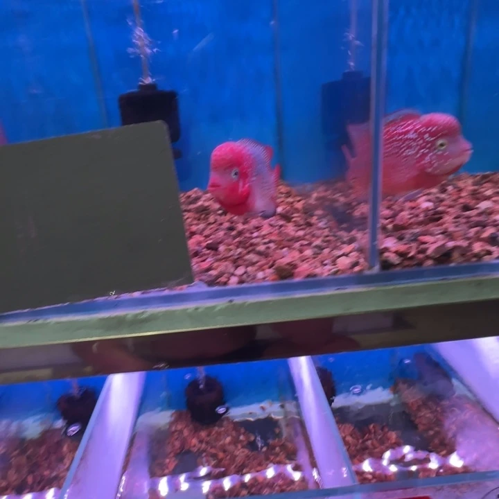 海水鱼83号起头古典罗汉鱼