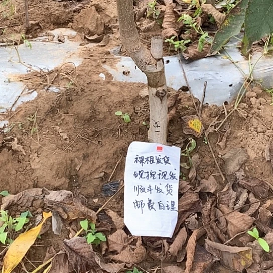 蒙***的吊坠文玩核桃南瓜墩