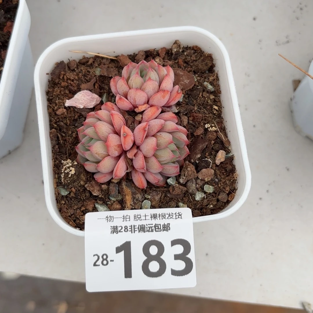 孤品多肉多肉多肉多肉