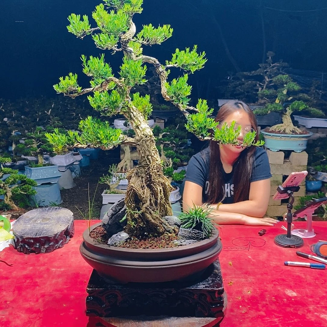 完全开放广东雀舌黄杨盆景