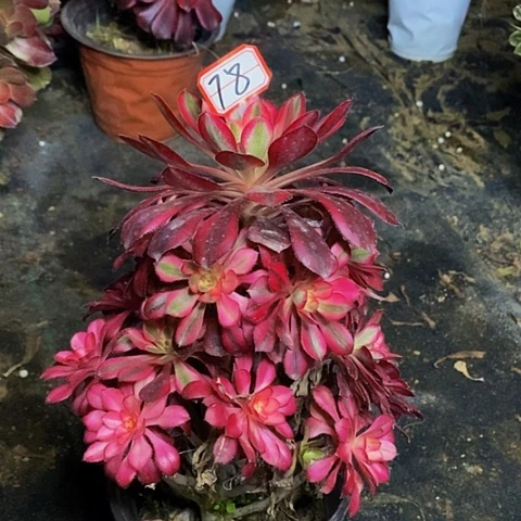 香奈儿捧花法师78链接