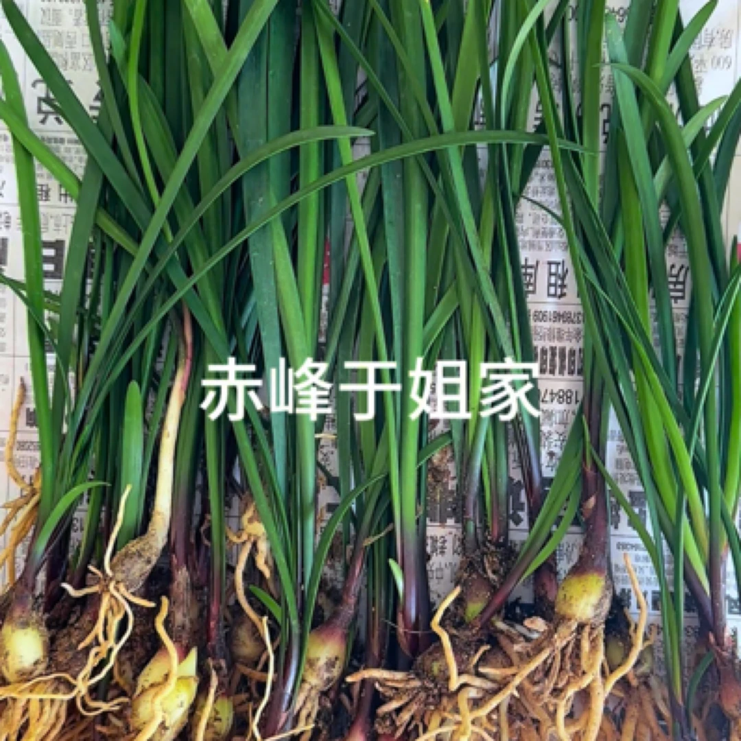 紫根兰秒杀  裸根无盆土 运输黄叶子 无售后 看好拍下不退换