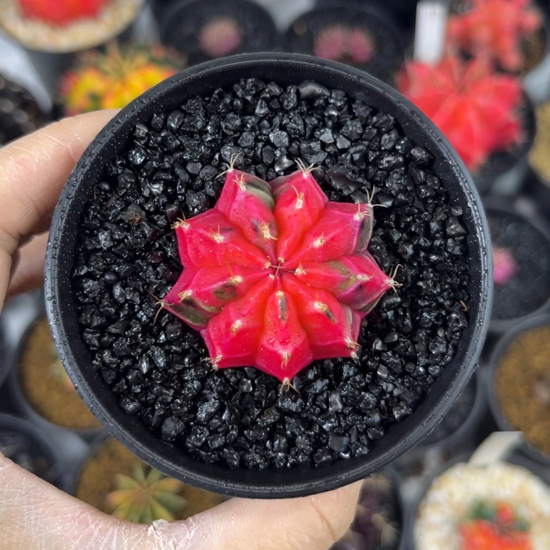 莓红米哈仙人球实生