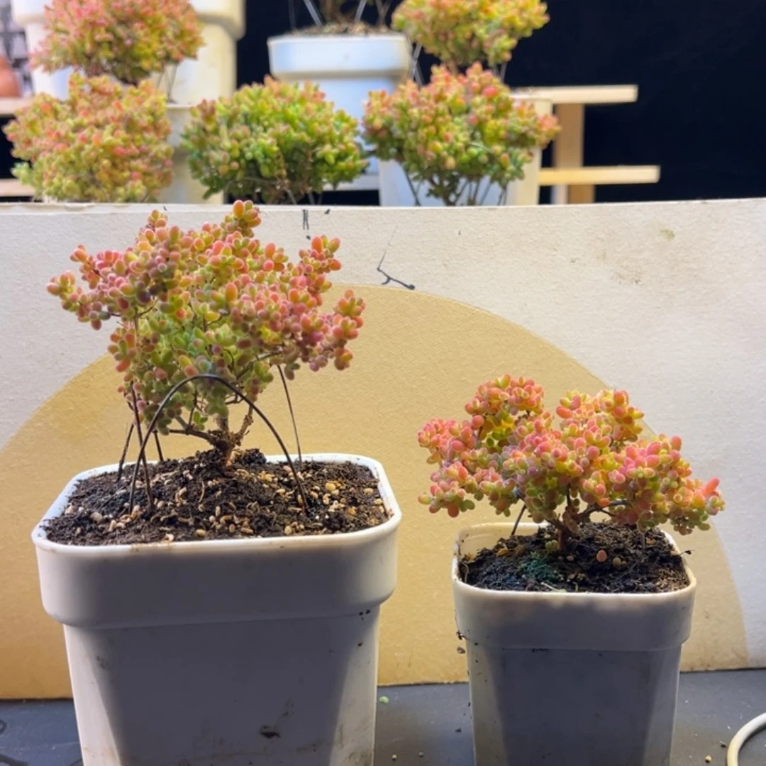 枝干 枝干 枝干 枝干