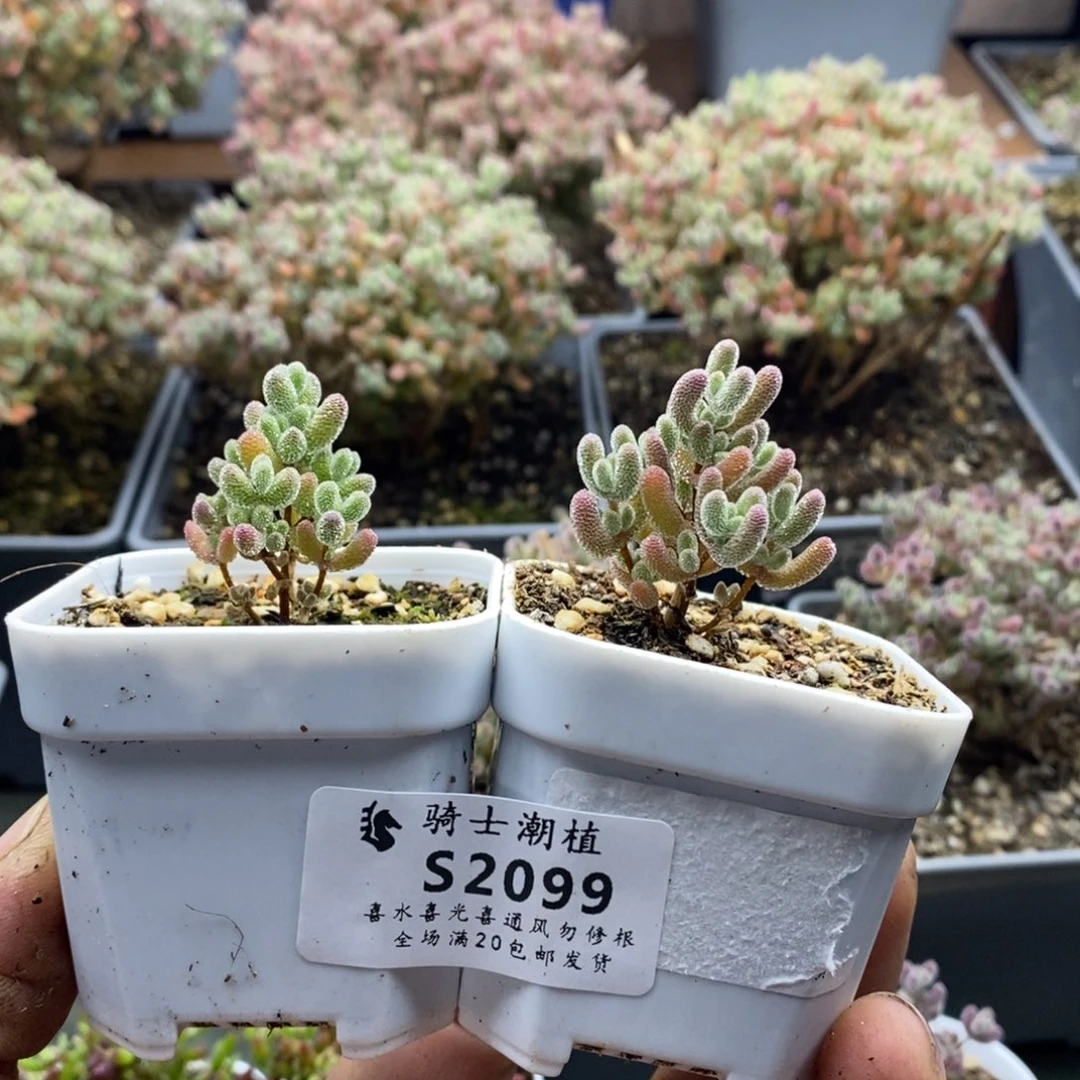 大*生2099实生优选冰晶