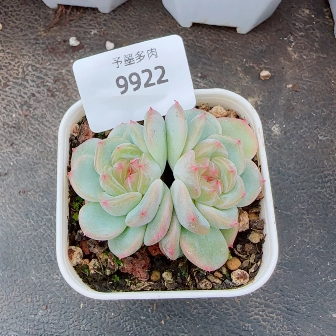 甜心，9922多肉植物