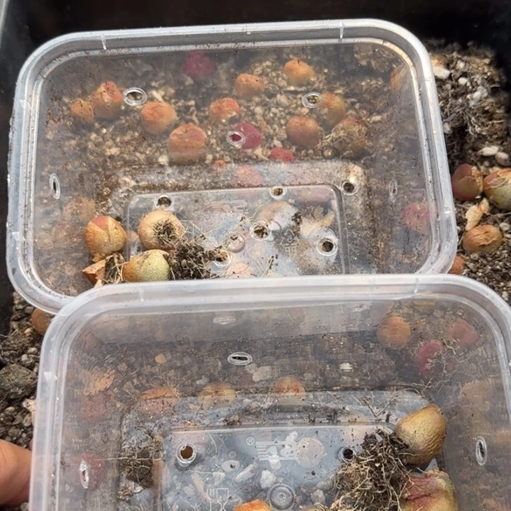 水蜜桃9个福利组合福利微瑕