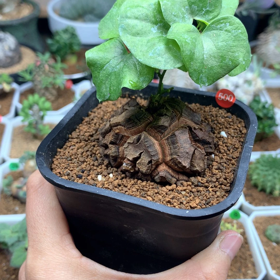 南非龟甲龙带盆5.5