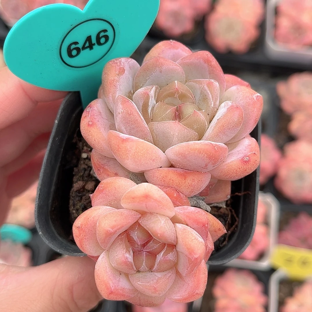 646号小老桩糖心双头