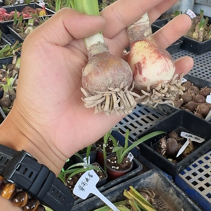 粉红海盗朱顶红一棵4.0