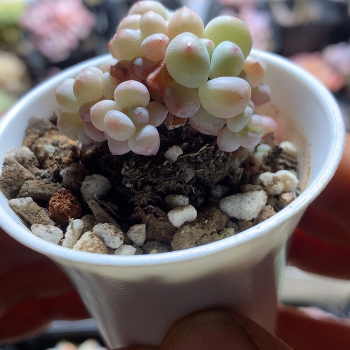 泡泡糖群一物一拍