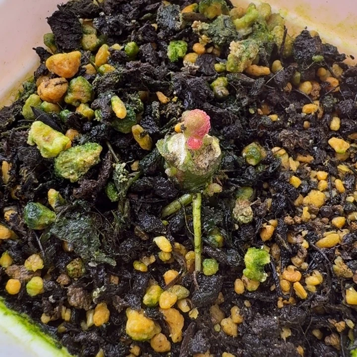 用***7球球球球为一体一种